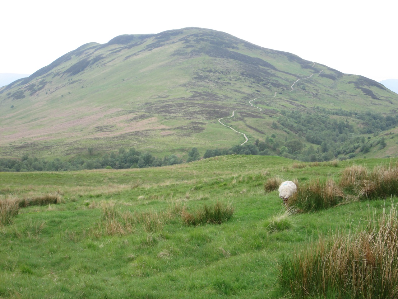 Path snaking up the open hillside of Conic Hill above pasture near Balmaha.