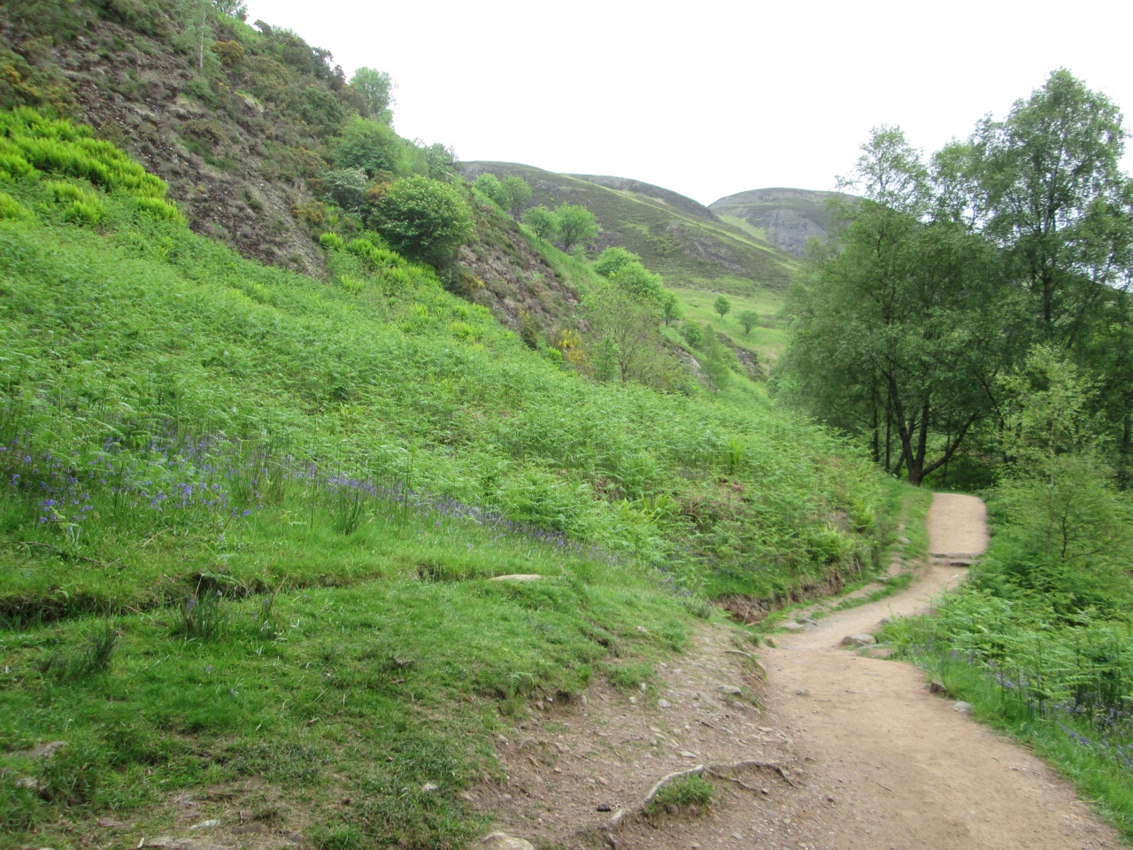 Woodland-edge path leading up Conic Hill through bracken—terrain clothing needs to handle.